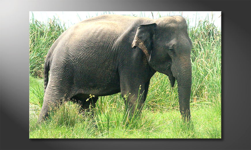 El-cuadro-Old-Elephant