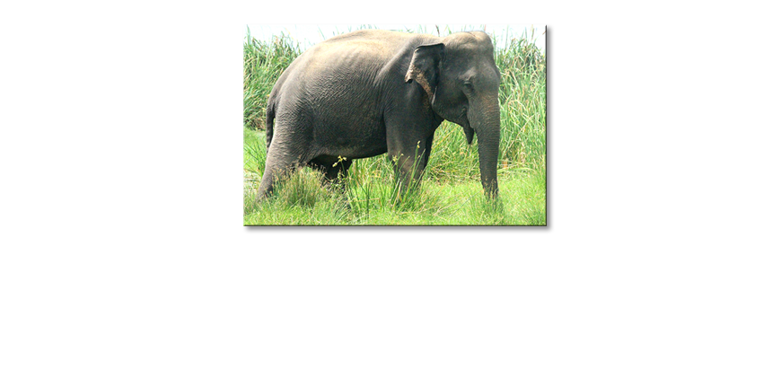 El-cuadro-Old-Elephant