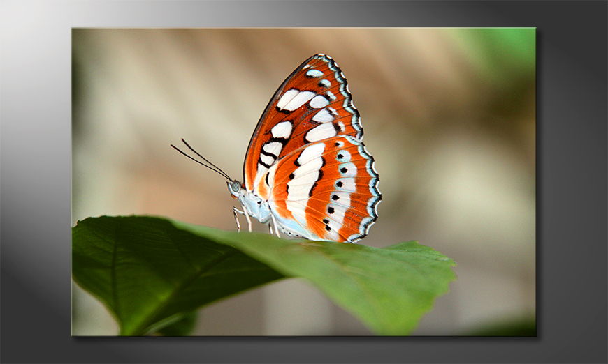El-cuadro-Orange-Butterfly