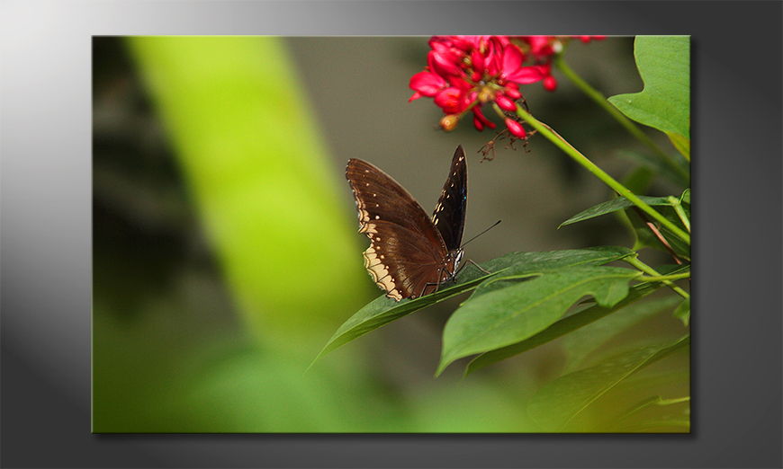 El-cuadro-impreso-Brown-Butterfly