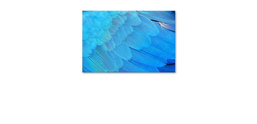 El-cuadro-moderno-Bird-Feathers