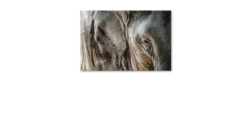 El-cuadro-moderno-Eye-of-Elephant