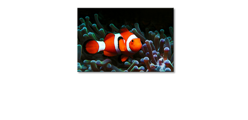 El-cuadro-moderno-Nemo