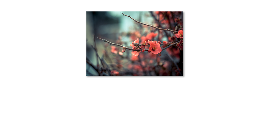 El-cuadro-moderno-Red-Blossoms
