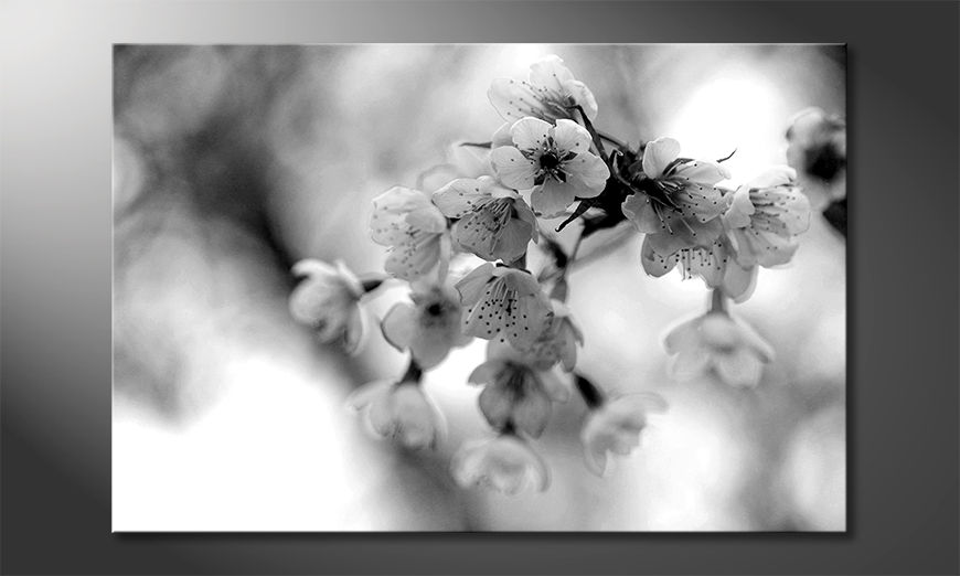 La-cuadro-impresa-Cherry-Blossoms